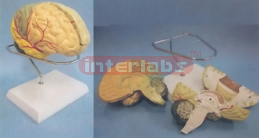 THE MAGNIFIED BRAIN MODEL WITH ARTERIES BY COLOURED SEPARATION (DETACH PAINTED) WITH ROUND BASE